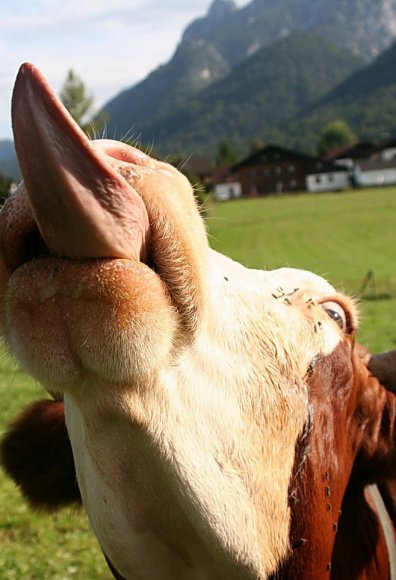 Lustige-Salzburger-Land