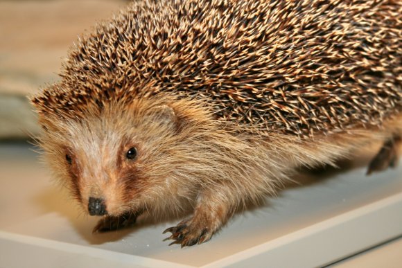 igel-saeugetiere