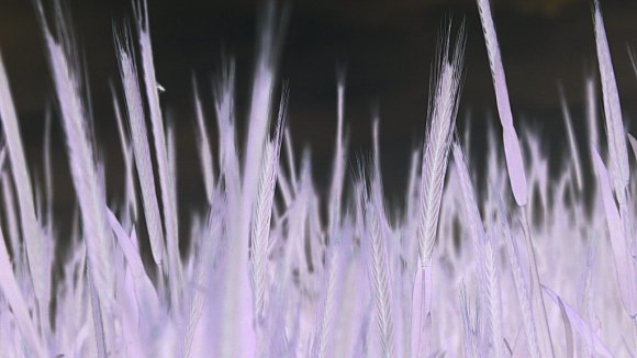 landwirtschaft-sommerwiese-nutzpflanzen