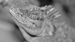 Echse Leguan Portrait