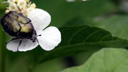 Feine Blueten Naturaufnahmen