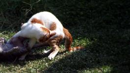 Fell Katzen Dynamische