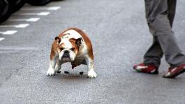 Hunde Bulldoggen Geschaefte