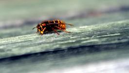 Insekten Dicke Graugruene