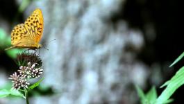 Insekten Natur Schmetterlinge