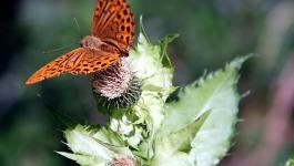 Ornage Gruen Schmetterling Insekten