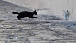 Rennende Schwarz Weiss Katzen IR