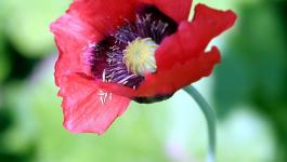 Roter Mohn Gruenrote Gruen Rote