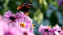 Scharf Unscharf Insekten Fliederfarbene