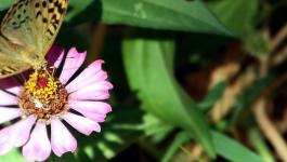 Schmetterlinge Insekten Fluegel