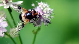 Schwebfliegen Dunkel Gruene Flaschengruen