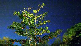 Thailand Sternenhimmel Nacht