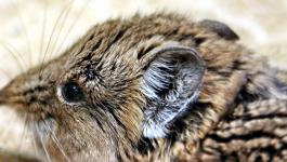 Tiere Felltiere Ruesselmaus