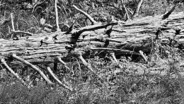 Waldsterben Liegender Baumstamm