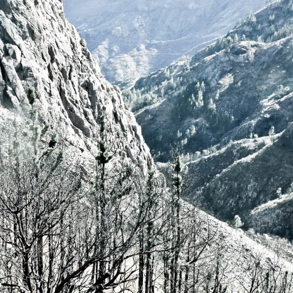 Felsen-Wald