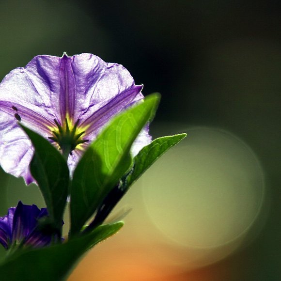 Fliederfarben-Gruen-Blumen