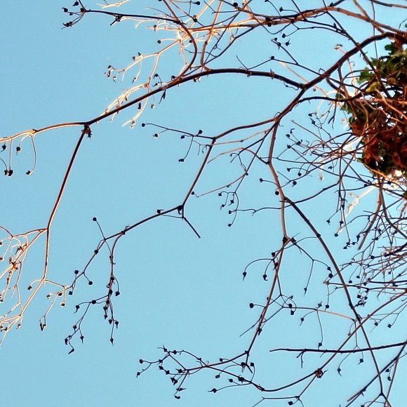 Strauch-Fruehling-Himmel