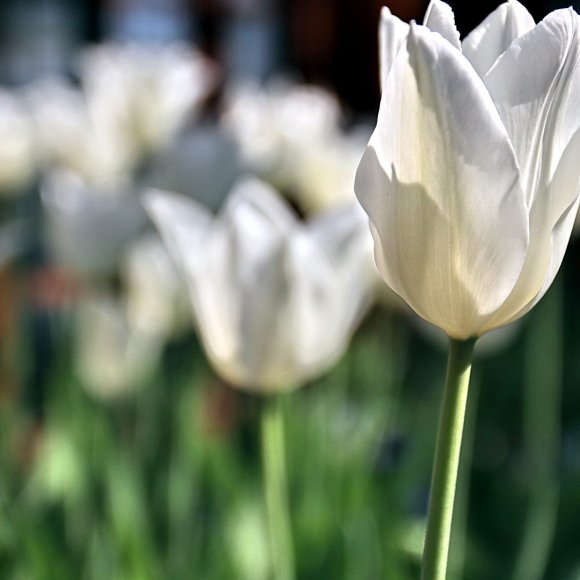 Tulpe-Tulpen