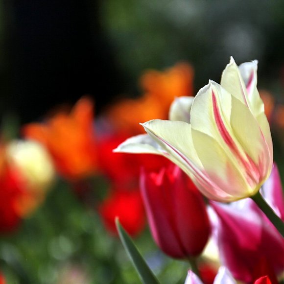 Tulpe