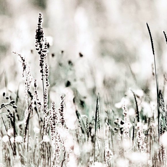 Wiesen-Natur