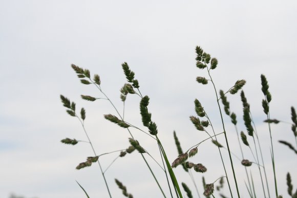 Aehren-im-Wind