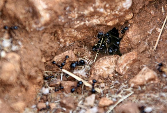 Ameisen-Erdloch-Versteck-Eingang