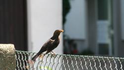 Amsel-Singvogel-Zaun