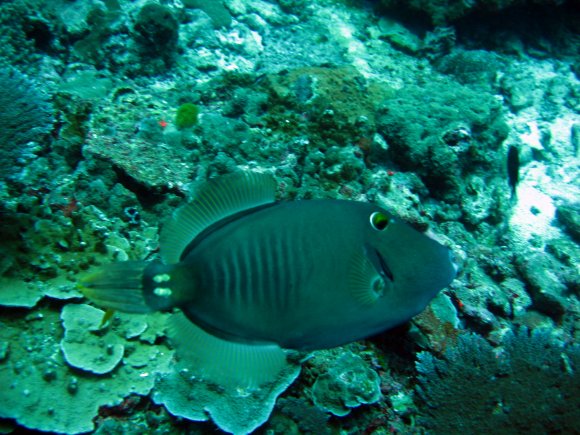 Angelfish-bei-Khao-Lak