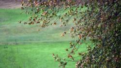 Baum-Herbstlich-Weide