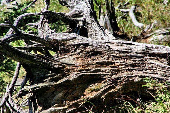 Baum-Rinde-Wurzeln