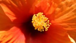 Blume-Innen-Rotorange