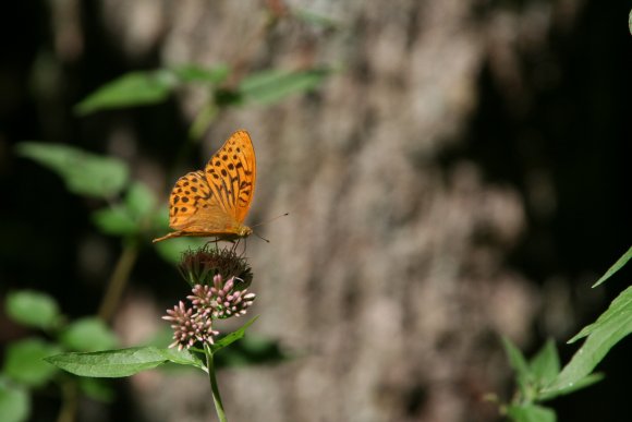 Braune_Punkte-Fluegel-Schmetterling