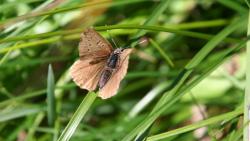 Brauner_Schmetterling-Wiese