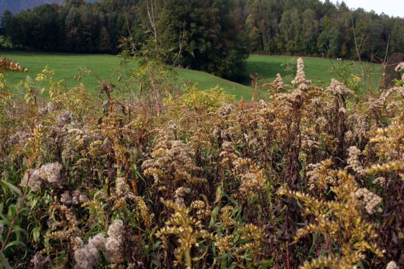 Bunt-Pflanzen-Dickicht