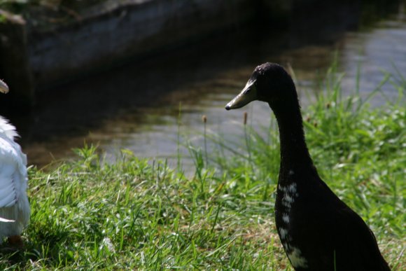 Ente-Halsfedern-Federkleid