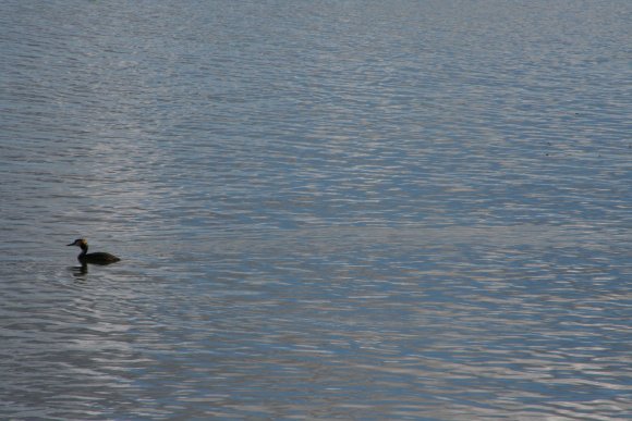 Ente-See-Wasseroberflaeche