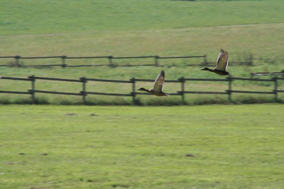 Enten-Flug-Pferdekoppel