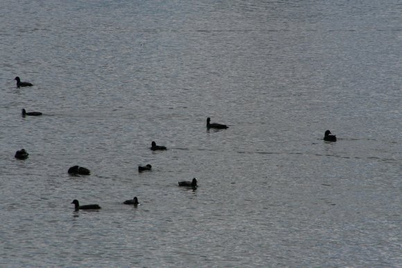 Enten-Wasservoegel-Gruppe