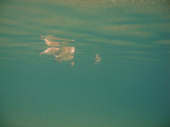 Fische-Wasseroberflaeche-Meer