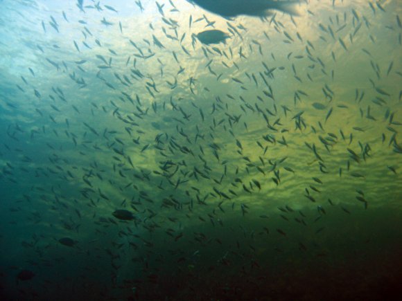 Fischschwarm-Meer-Unterwasser