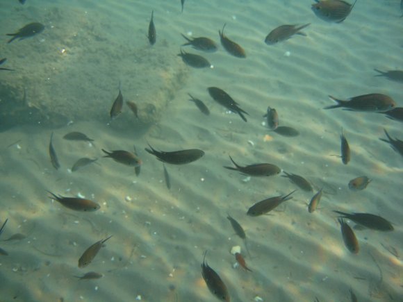 Fischschwarm-Sandboden-Ufer