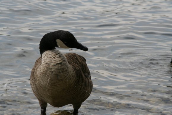 Gans-Von_Vorn-See-Ufer