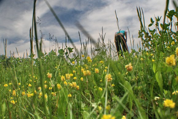 Gras-Blumen-Sommer-Wiese