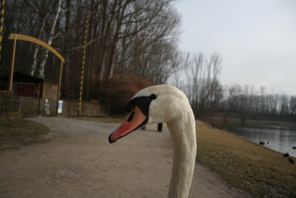 Schwan-Kopf-Schnabel