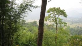 Wald Asien Vegetation