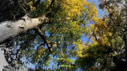 Herbst-Wald