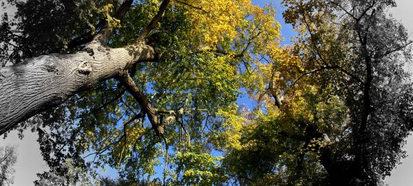 Herbst-Wald