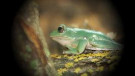 Frosch Gruenbraun