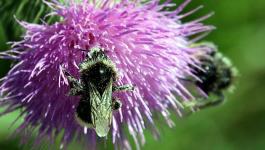 Insekten Natur Gruen Lila