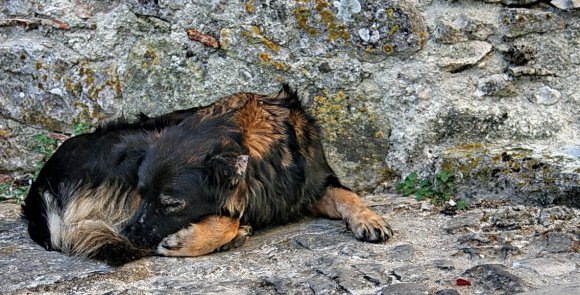 Hund-Schwarz-Braun